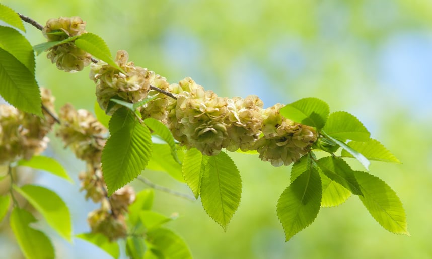 Flowers of Elms, Karagach. Elm Tree, fruits of the elm tree