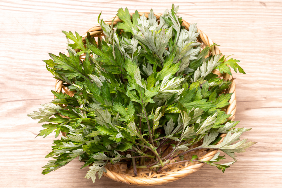 mugwort