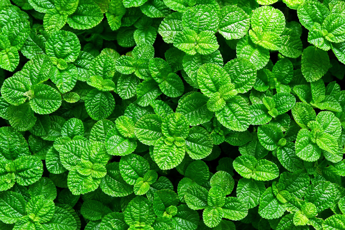 Fresh Peppermint Leaves